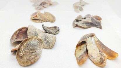 אלרון זבטני