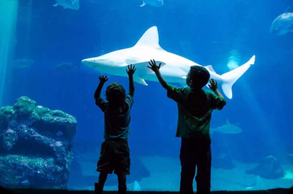 כרישים בפארק המצפה התת ימי באילת. | המצפה התת ימי