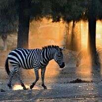 זברות בספארי. | טיבור יגר