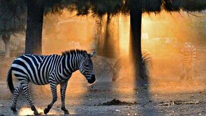 זברות בספארי. | טיבור יגר זברות בספארי. | טיבור יגר