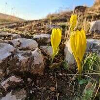 חלמוניות במעלה רחבעם. | יאיר ארונשטם