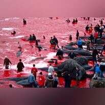 להפוך את האוקיינוסים מאדומים לכחולים. תושבי איי פארו ב"גרינד. | גטי אימג'ס