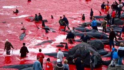 להפוך את האוקיינוסים מאדומים לכחולים. תושבי איי פארו ב"גרינד. | גטי אימג'ס