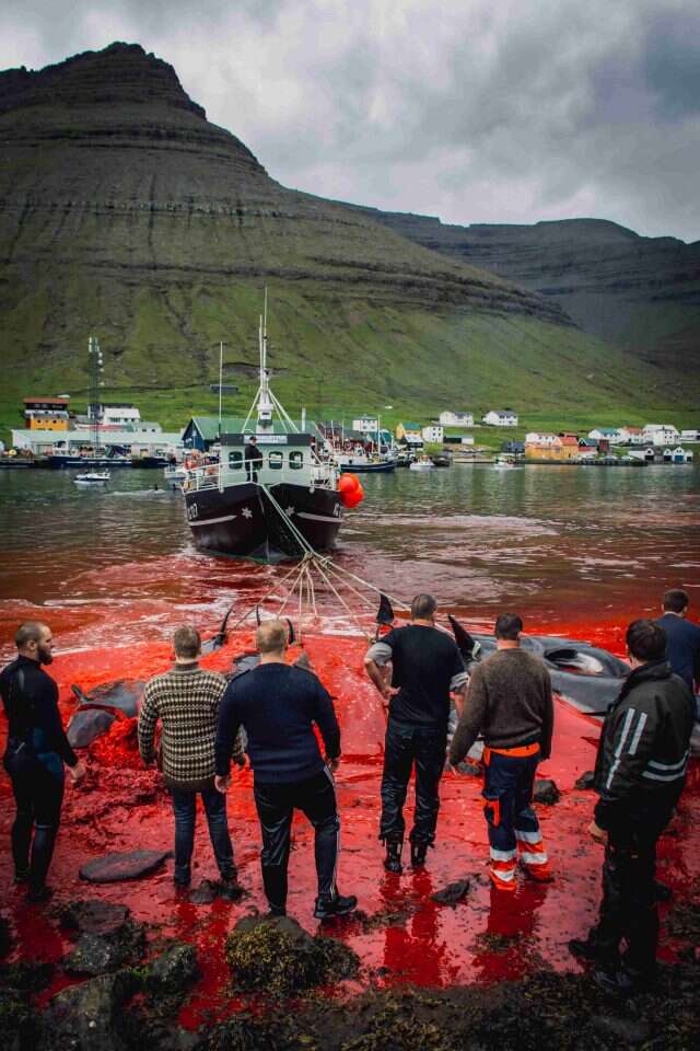 התנגדות פעילי הסביבה רק הגבירה את ההתענינות המקומית במסורת. גרינד באיי פארו. | גטי אימג'ס