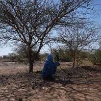 עצים שניטעו בניז'ר במסגרת המיזם. | איי.אף.פי