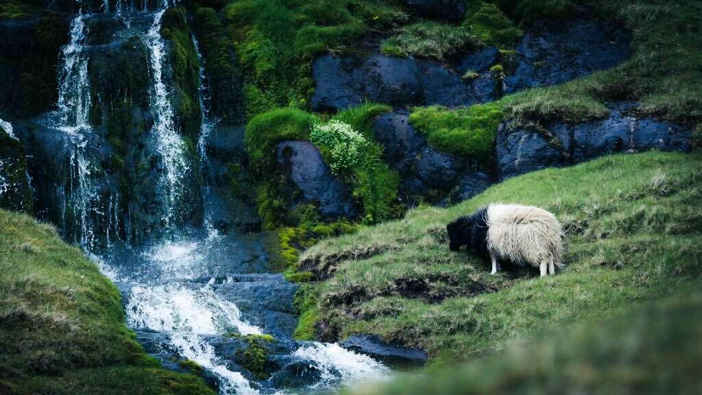 עמית לוי יממורי