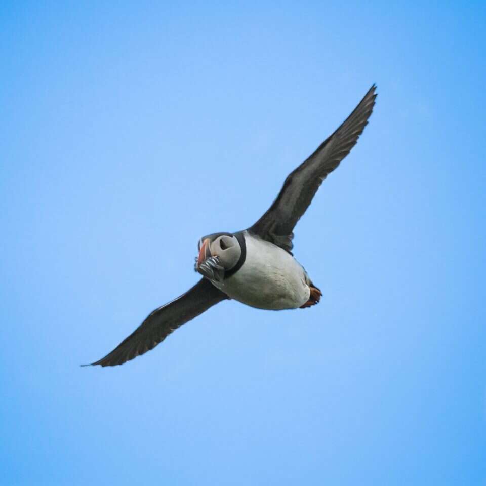 עמית לוי יממורי