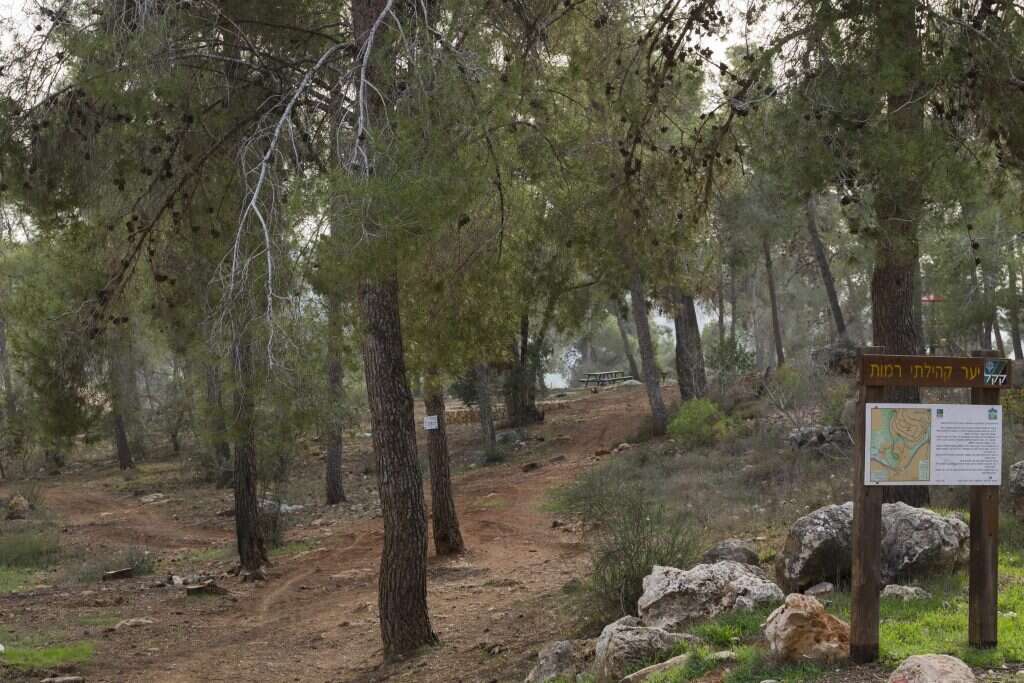 יער רמות בירושלים. | דודי ועקנין יער רמות בירושלים. | דודי ועקנין