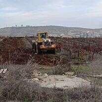 עקירת הכרם בעמונה עקירת הכרם בעמונה