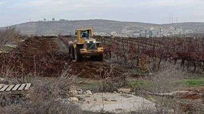 עקירת הכרם בעמונה עקירת הכרם בעמונה