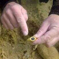 טבעת הזהב כפי שנמצאה במים. | היחידה לארכיאולוגיה ימית ברשות העתיקות