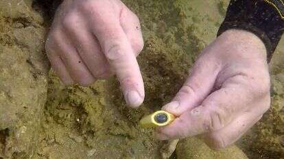 טבעת הזהב כפי שנמצאה במים. | היחידה לארכיאולוגיה ימית ברשות העתיקות