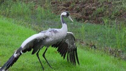 גיא אילון, רשות הטבע והגנים