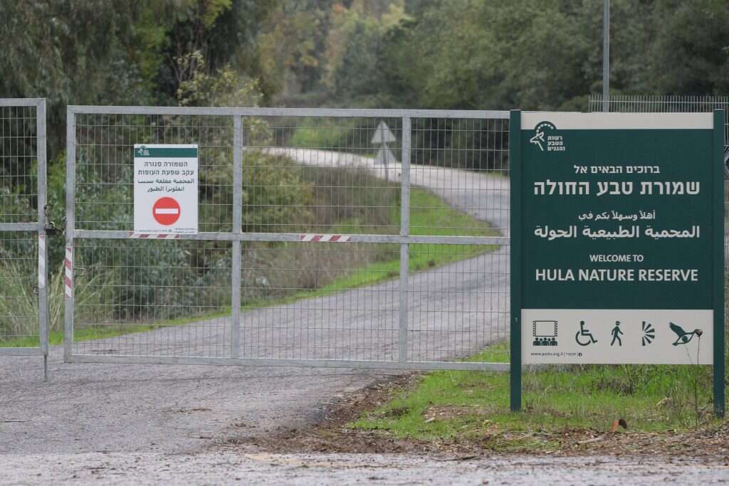 אייל מרגולין- ג'יני