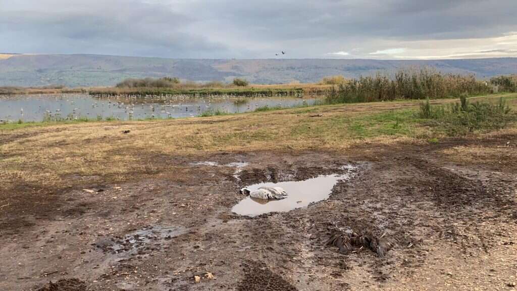 פגרי עוגרים בעמק החולה, | שולמית שביט, רט"ג