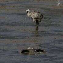 פגרי עוגרים בעמק החולה, | אייל מרגולין