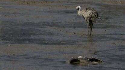 פגרי עוגרים בעמק החולה, | אייל מרגולין