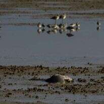 עגורים מתים בבריכות דגים בעמק החולה. | אייל מרגולין- ג'יני