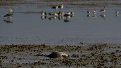 עגורים מתים בבריכות דגים בעמק החולה. | אייל מרגולין- ג'יני