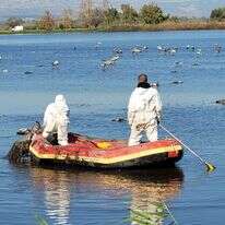 פינוי העגורים. | הדס כהנר, רשות הטבע והגנים