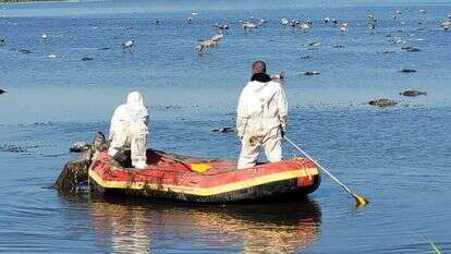 פינוי העגורים. | הדס כהנר, רשות הטבע והגנים