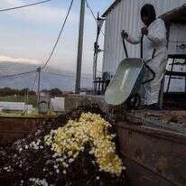 פינוי זבל וביצים לאחר המתת התרנגולות. | אייל מרגולין, ג'יני
