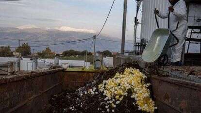 פינוי זבל וביצים לאחר המתת התרנגולות. | אייל מרגולין, ג'יני