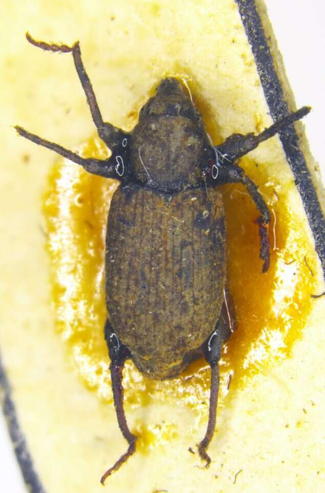 חדקונית המים החולתית. | אריאל לייב לאוניד פרידמן