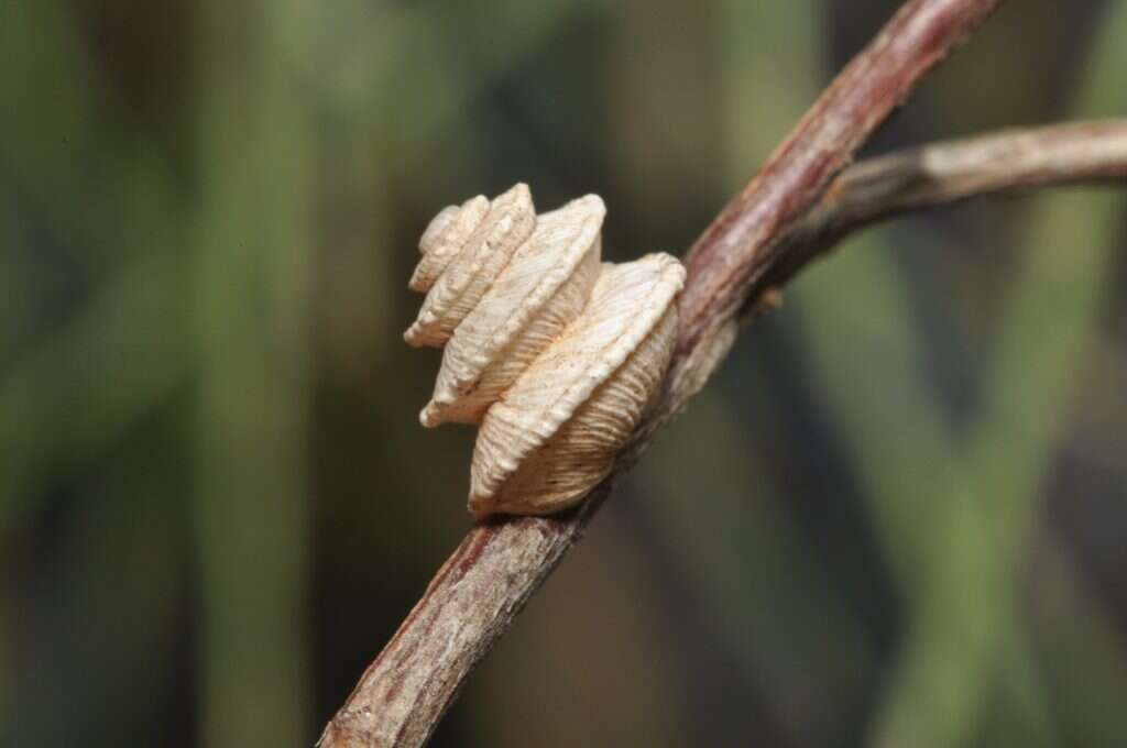 שם: שבלולית פיקרד. | עוז ריטנר, מוזיאון הטבע אונ' ת"א