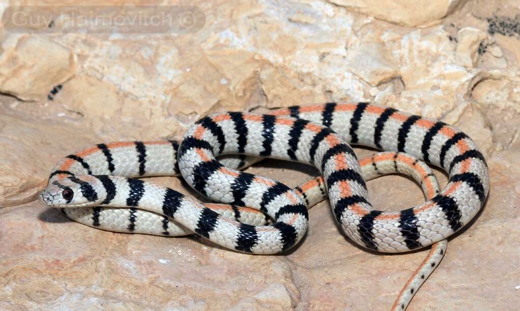 זעמן סיני. | גיא חימוביץ'