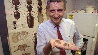 אדוארד וילסון. | AP