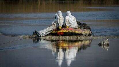 עובדי משרד החקלאות אוספים ציפורים שנפגעו משפעת העופות בצפון. ארכיון. | מורז ברום/פלאש90