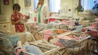 אילוסטרציה. | הדס פרוש, פלאש 90