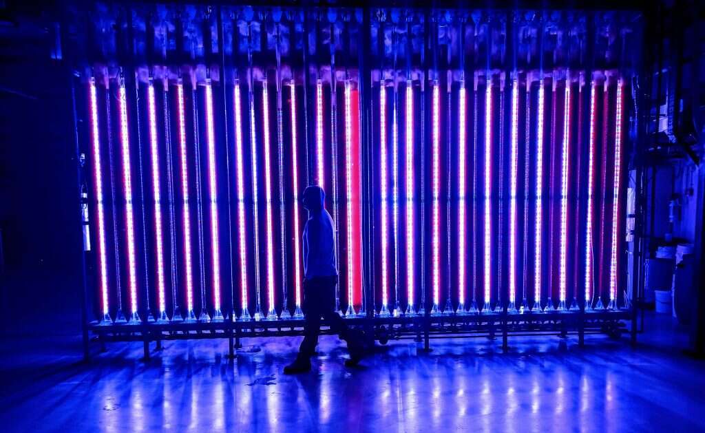 מקרר אצות בטכנולוגיה של ימוג'ה. | יעל (פרוינד) אברהם