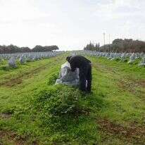 עצי אבוקדו צעירים במטע קיבוץ יפתח - מטע האבוקדו הגבוה ביותר בארץ, מכוסים ברשת כחלק מניסוי להגנה מפני הקור. | אייל מרגולין - ג׳יני