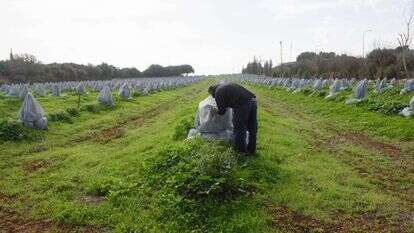 עצי אבוקדו צעירים במטע קיבוץ יפתח - מטע האבוקדו הגבוה ביותר בארץ, מכוסים ברשת כחלק מניסוי להגנה מפני הקור. | אייל מרגולין - ג׳יני