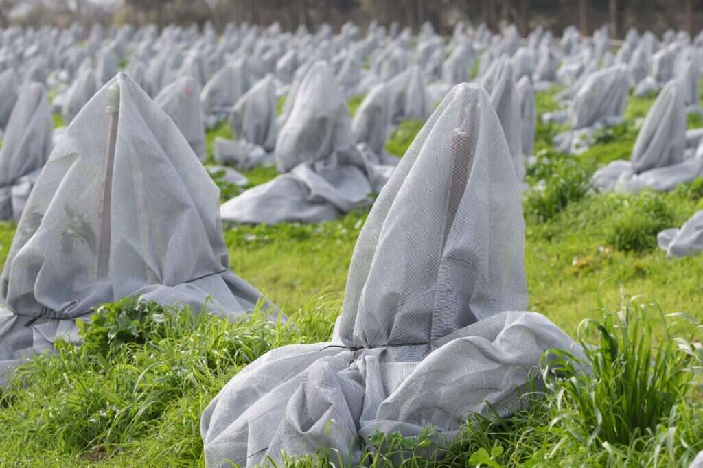 עצי אבוקדו צעירים במטע קיבוץ יפתח - מטע האבוקדו הגבוה ביותר בארץ, מכוסים ברשת כחלק מניסוי להגנה מפני הקור. | אייל מרגולין - ג׳יני