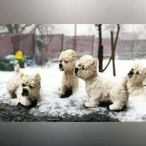 קור כלבים באלוני הבשן. | יסכה דקל