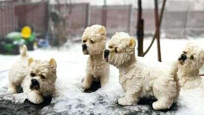 קור כלבים באלוני הבשן. | יסכה דקל