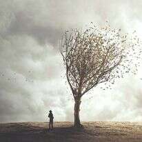 עץ בשלכת | שאטרסטוק