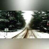 שלג ביער אודם. | אורי קלנר