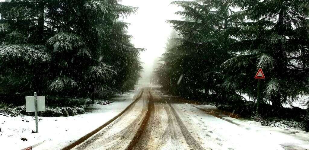 שלג ביער אודם. | אורי קלנר שלג ביער אודם. | אורי קלנר