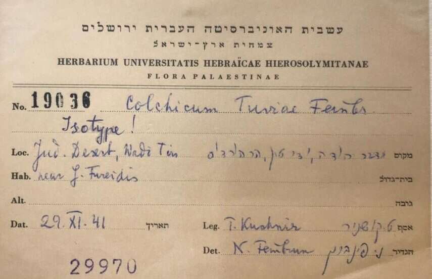 אישור האוניברסיטה על מציאת הסתוונית בידי קושניר, 1941. | אורן קולודני