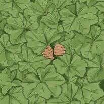 איור: שרון ארדיטי איור: שרון ארדיטי