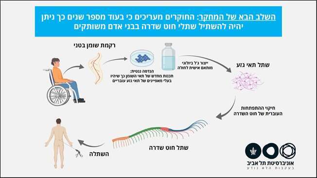 ייתכן כי בקרוב משותקים יוכלו ללכת? | מסך מתוך הודעת אוניברסיטת תל-אביב