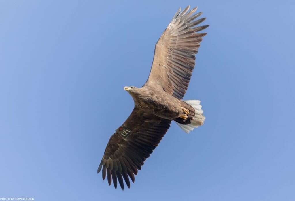אירית במוצאה ופמיניסטית לא קטנה. בחייה L21 העיטמית. | דוד רזק אירית במוצאה ופמיניסטית לא קטנה. בחייה L21 העיטמית. | דוד רזק