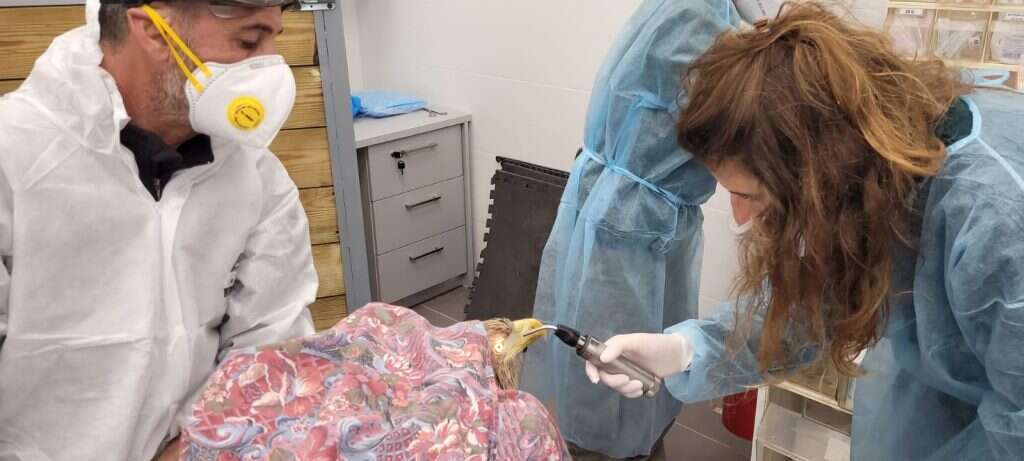 האנמיה היא רק סימפטום. העיטמית מקבלת טיפול מסור בבית החולים לחיות בר בספארי. | עידו שקד, רשות הטבע והגנים האנמיה היא רק סימפטום. העיטמית מקבלת טיפול מסור בבית החולים לחיות בר בספארי. | עידו שקד, רשות הטבע והגנים