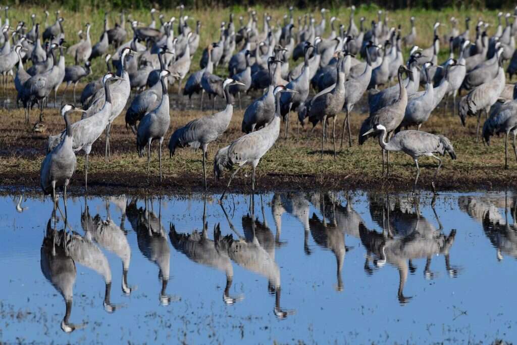 8000 פרטים קיפחו חייהם בשפעת האחרונה. עגורים בימים יפים יותר בשמורת החולה. | תומר נויברג, פלאש 90 8000 פרטים קיפחו חייהם בשפעת האחרונה. עגורים בימים יפים יותר בשמורת החולה. | תומר נויברג, פלאש 90