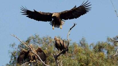 משפחה בהפרעה. שני עיטמים זכרים מגרשים את הנקבה מהמשולש המשפחתי. | דרור גלילי משפחה בהפרעה. שני עיטמים זכרים מגרשים את הנקבה מהמשולש המשפחתי. | דרור גלילי