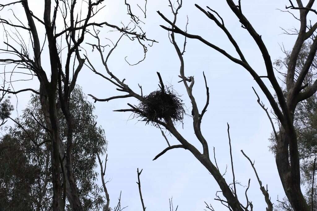 עבודת בנאות מאומצת. קן ישן של עיטמים. | יעל (פרוינד) אברהם עבודת בנאות מאומצת. קן ישן של עיטמים. | יעל (פרוינד) אברהם